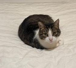 Lost Female Cat last seen Stoney pond & Stoney mist neighborhood streets, San Antonio, TX 78247