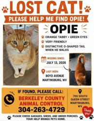 Lost Male Cat last seen Boyd Avenue & West Race Street, Martinsburg, WV 25401