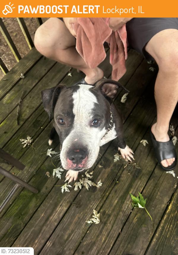 Found/Stray Male Dog last seen Caton Farm Road and Rt 53, Lockport, IL 60441