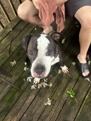 Found/Stray Male Dog last seen Caton Farm Road and Rt 53, Lockport, IL 60441