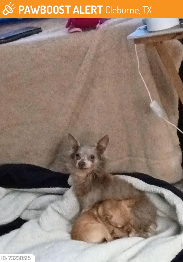 Found/Stray Male Dog last seen Holloway street, Cleburne, TX 76031