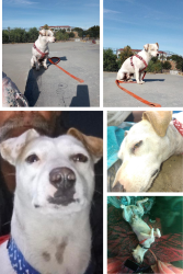 Lost Male Dog last seen Folsom Blvd and Power Inn Rd, Sacramento, CA 95826