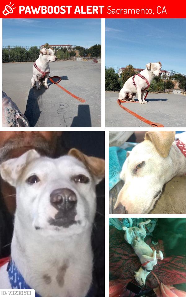 Lost Male Dog last seen Folsom Blvd and Power Inn Rd, Sacramento, CA 95826