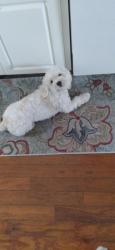Reunited Female Dog last seen Vista place and highland ave, Tarpon Springs, FL 34689