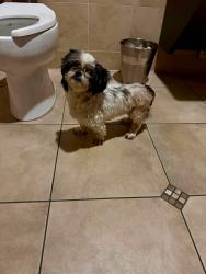 Reunited Female Dog last seen Arrow & Wheeler LA VERNE CA, Fontana, CA 92335