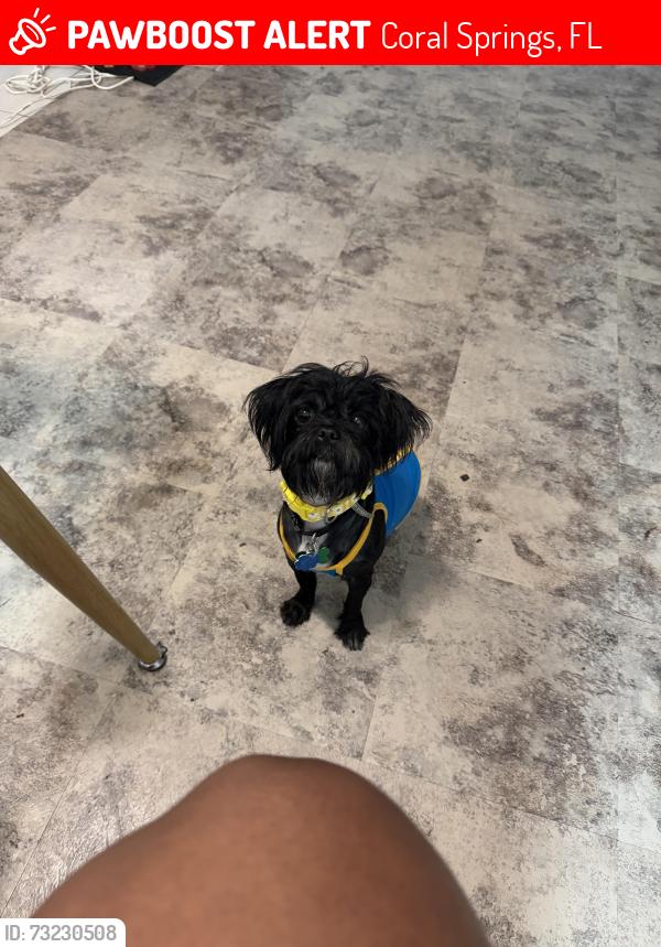 Lost Female Dog last seen Near n university dr Coral Springs, Coral Springs, FL 33071