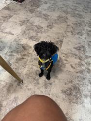 Lost Female Dog last seen Near n university dr Coral Springs, Coral Springs, FL 33071