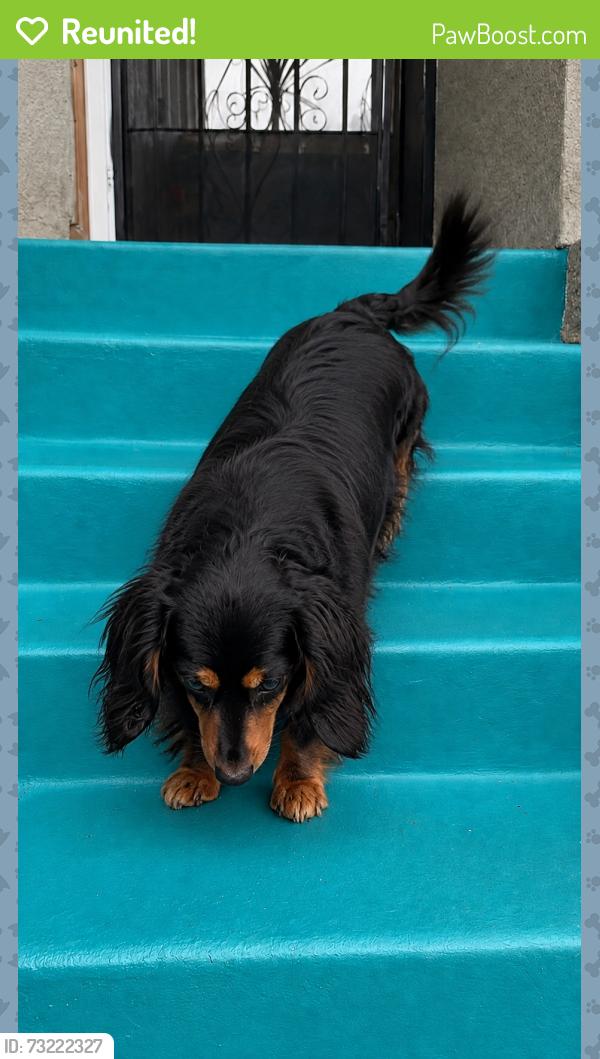 Reunited Female Dog last seen Internacional Av ,Bancroft Av. 73 rd Ave, 98 th Ave., Oakland, CA 94621