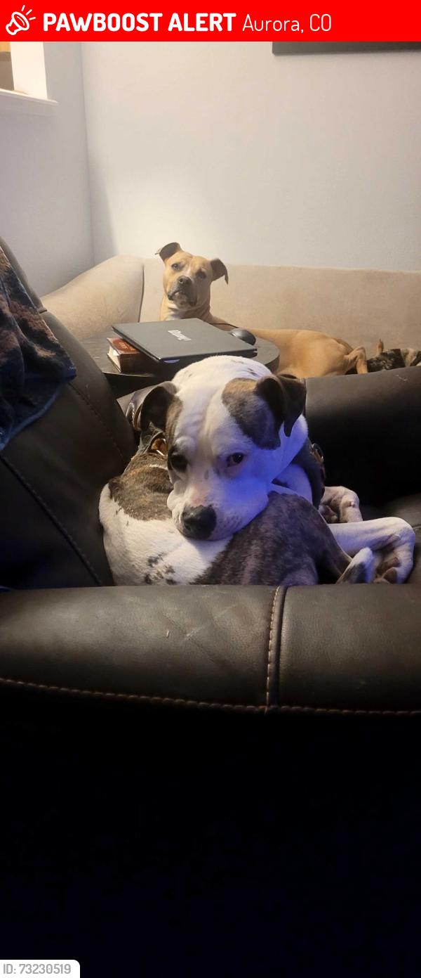 Lost Male Dog last seen Illif sterling hills pkwy, Aurora, CO 80013