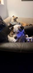 Lost Male Dog last seen Illif sterling hills pkwy, Aurora, CO 80013