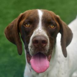 Shelter Stray Male Dog last seen , 3173 K-68 Hwy, Ottawa, KS 66067, USA
