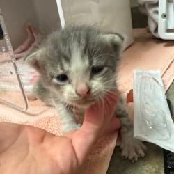 Shelter Stray Male Cat last seen , 54687 Co Rd 19, Bristol, IN 46507, USA