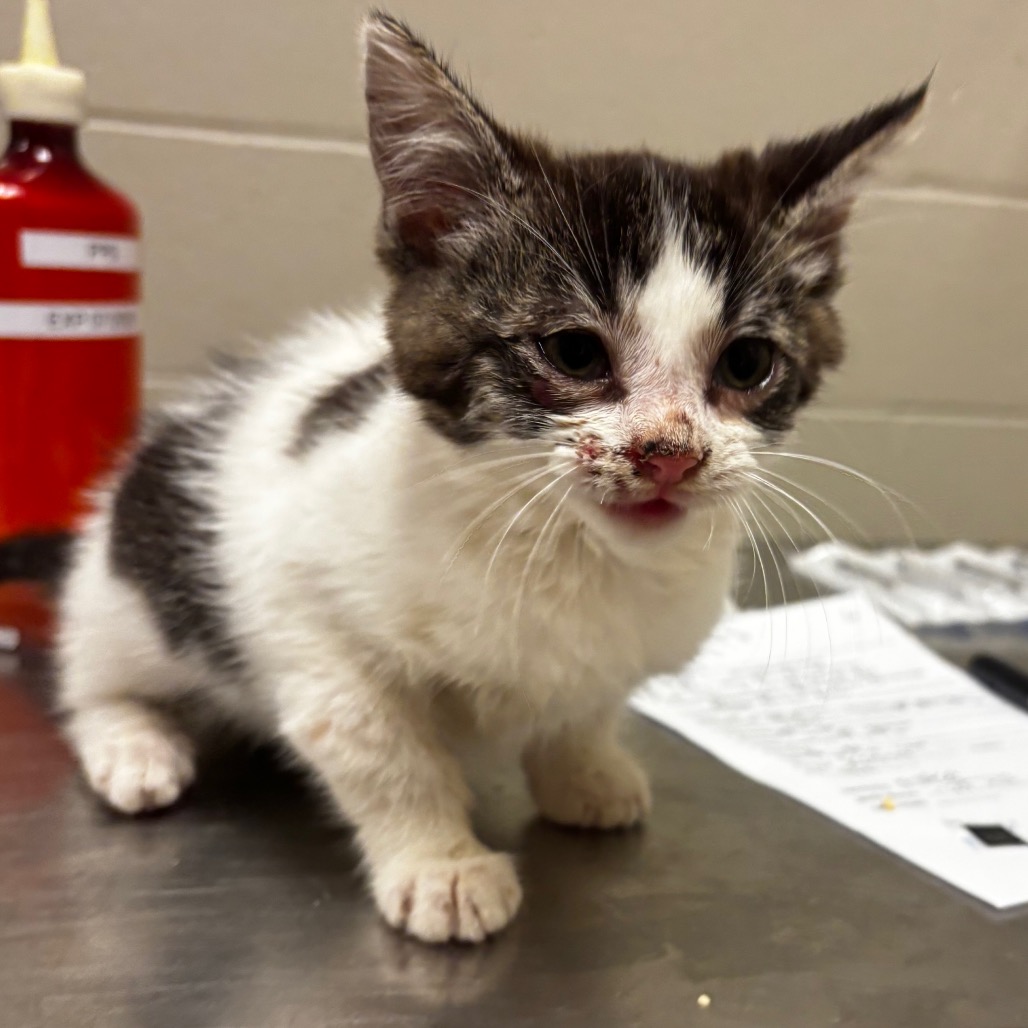 Shelter Stray Female Cat last seen , 54687 Co Rd 19, Bristol, IN 46507, USA