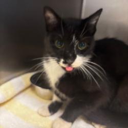 Shelter Stray Female Cat last seen , 54687 Co Rd 19, Bristol, IN 46507, USA