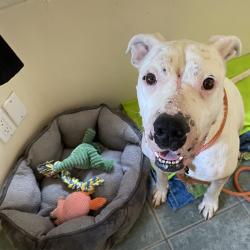 Shelter Stray Female Dog last seen , 361 S Raymond Ave, Pasadena, CA 91105, USA