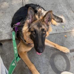 Shelter Stray Male Dog last seen , 361 S Raymond Ave, Pasadena, CA 91105, USA