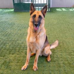 Shelter Stray Male Dog last seen , 361 S Raymond Ave, Pasadena, CA 91105, USA