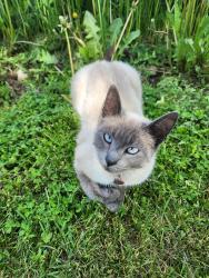 Lost Female Cat last seen 10th Line, Woodstock, ON, Woodstock, ON N4S 7V7