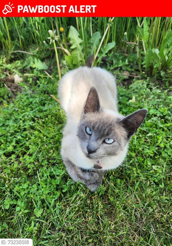 Lost Female Cat last seen 10th Line, Woodstock, ON, Woodstock, ON N4S 7V7