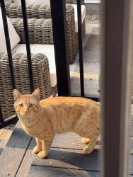Found/Stray Unknown Cat last seen Near W 12th Ave Spokane WA 99204, Spokane, WA 99204