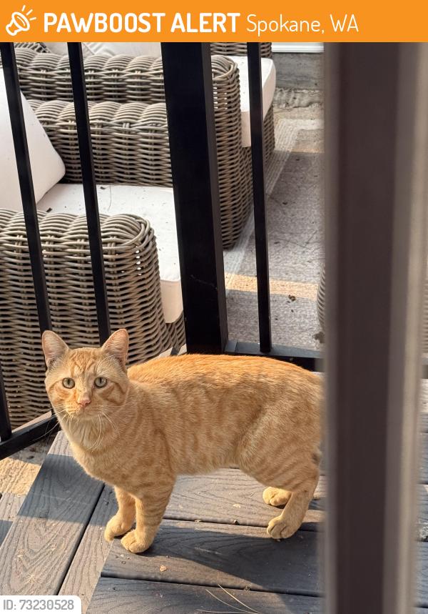 Found/Stray Unknown Cat last seen Near W 12th Ave Spokane WA 99204, Spokane, WA 99204