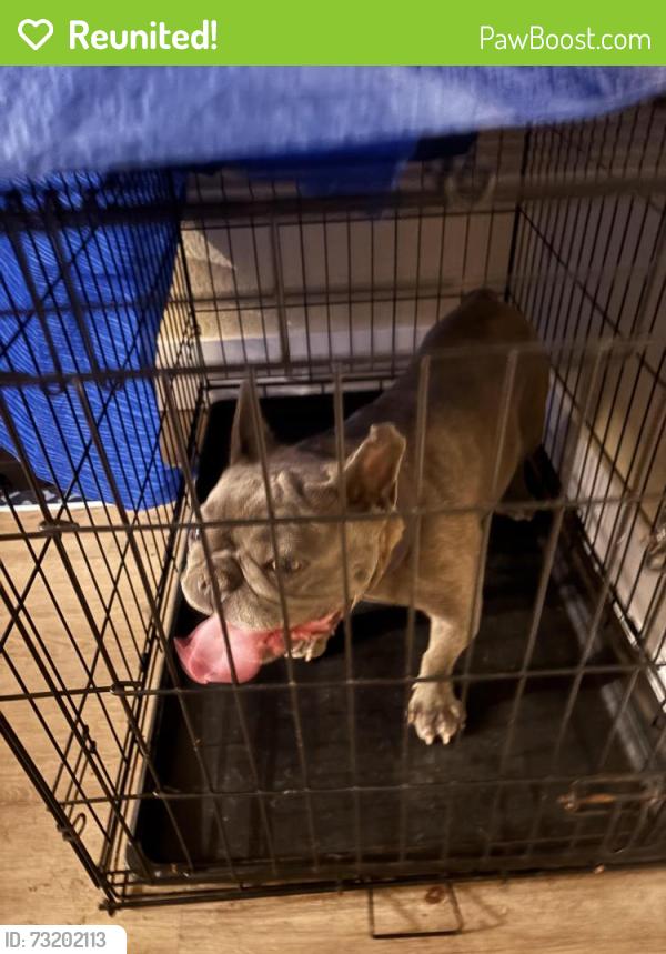 Reunited Female Dog last seen Four seasons dr, Elk Grove, CA 95624
