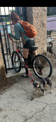 Found/Stray Female Dog last seen Wrigley Dog Park, Wardlow/Magnolia, Long Beach, CA 90806