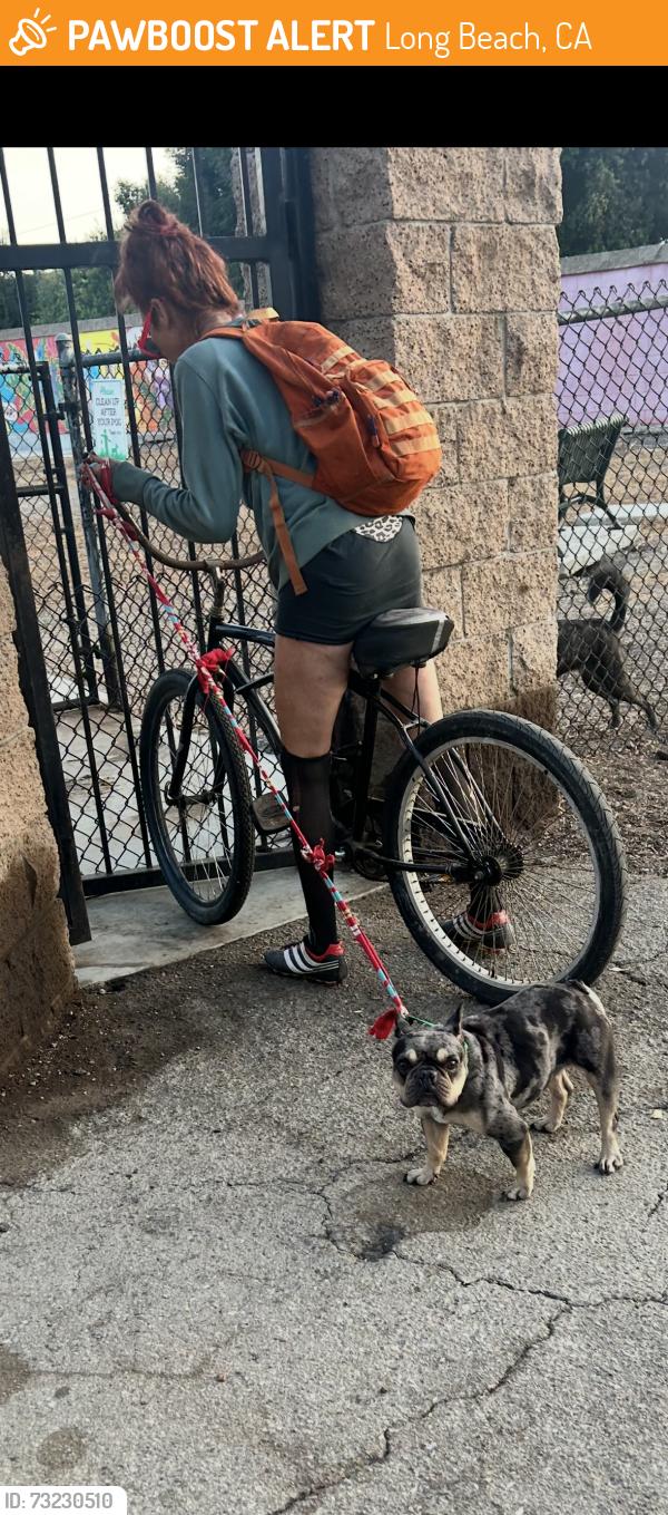 Found/Stray Female Dog last seen Wrigley Dog Park, Wardlow/Magnolia, Long Beach, CA 90806
