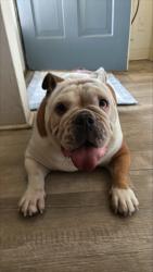 Reunited Female Dog last seen Found on the street, Broadview Drive and Clifton Way, Glendale, CA, Glendale, CA 91208