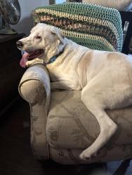 Reunited Male Dog last seen Paige & Young Dr, The Colony, TX 75056