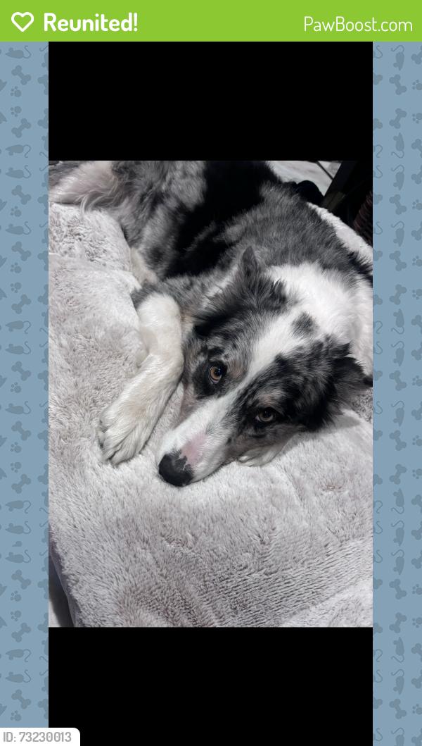 Reunited Male Dog last seen Near applebutter road, Hellertown, PA 18055
