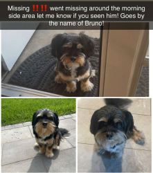 Lost Male Dog last seen Morning Side Area, Delano, CA 93215