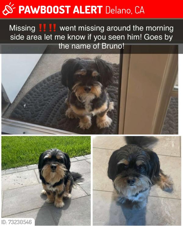 Lost Male Dog last seen Morning Side Area, Delano, CA 93215