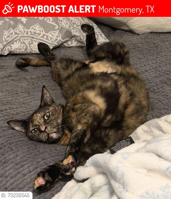 Lost Female Cat last seen Tri Lakes Ln/ Spring Branch Rd, Montgomery, TX 77316