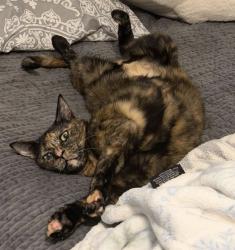 Lost Female Cat last seen Tri Lakes Ln/ Spring Branch Rd, Montgomery, TX 77316