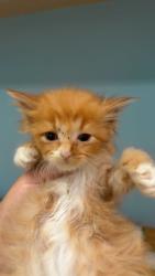 Shelter Stray Female Cat last seen Out of Town, 211 Kind Hearts Wy, Burnsville, NC 28714, USA
