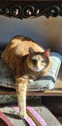Lost Male Cat last seen Spokane Circle, Spirit Lake, Spirit Lake, ID 83869