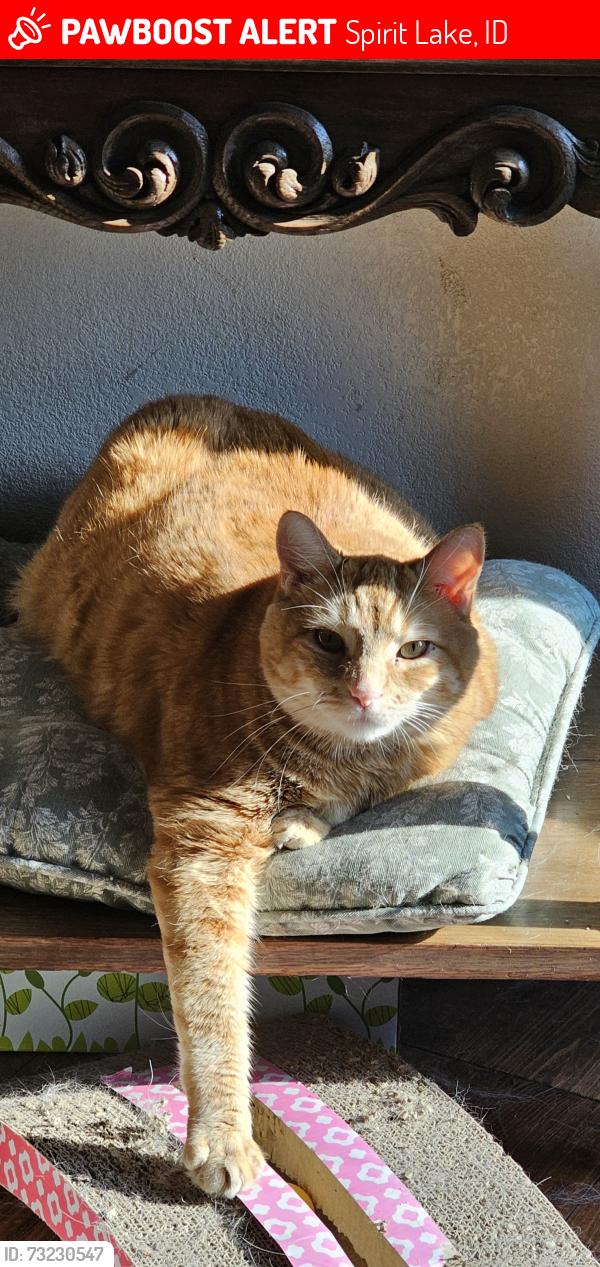 Lost Male Cat last seen Spokane Circle, Spirit Lake, Spirit Lake, ID 83869