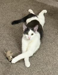 Lost Male Cat last seen Near s, West Jordan, UT 84088