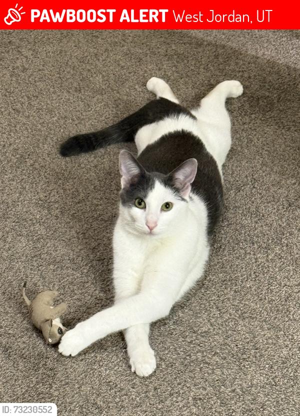 Lost Male Cat last seen Near s, West Jordan, UT 84088