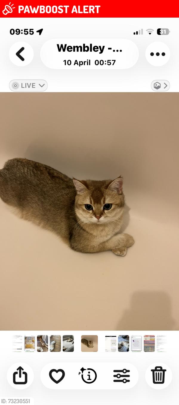 Lost Female Cat last seen Vivian avenue, Greater London, England HA9 6RH
