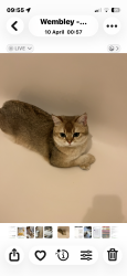 Lost Female Cat last seen Vivian avenue, Greater London, England HA9 6RH