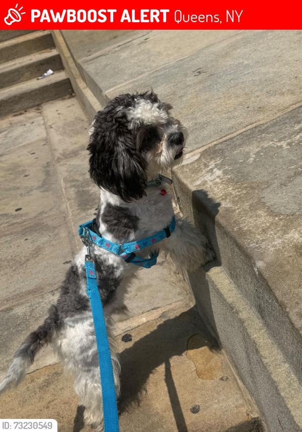 Lost Male Dog last seen Cypress ave and cooper, Queens, NY 11385