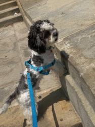 Lost Male Dog last seen Cypress ave and cooper, Queens, NY 11385