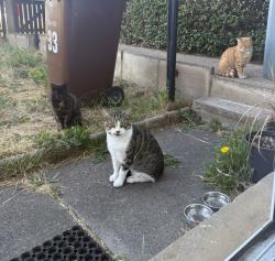 Found/Stray Unknown Cat last seen Newlands Primary School, Morley, England 