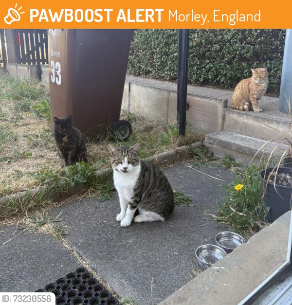 Found/Stray Unknown Cat last seen Newlands Primary School, Morley, England 