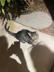 Reunited Male Cat last seen Colosseum, Antioch, CA 94531