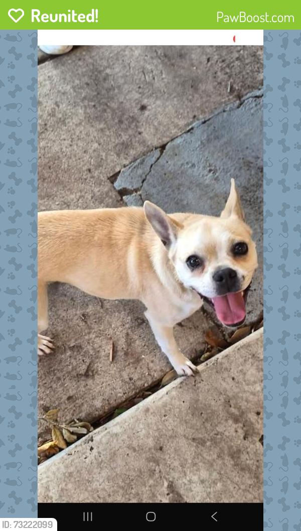 Reunited Female Dog last seen Winscott and Timber Creek, Benbrook, TX 76126