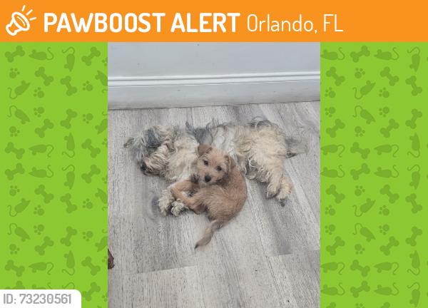 Found/Stray Male Dog last seen specialized mods, Orlando, FL 32808