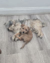 Found/Stray Male Dog last seen specialized mods, Orlando, FL 32808